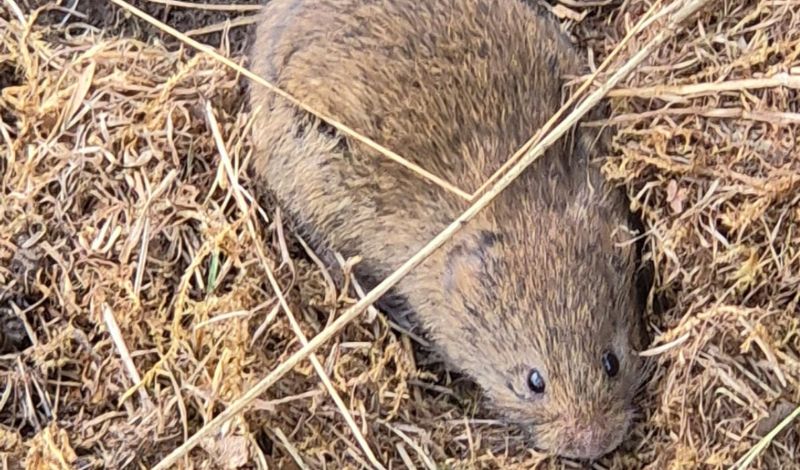 Native species surveying begins! article image